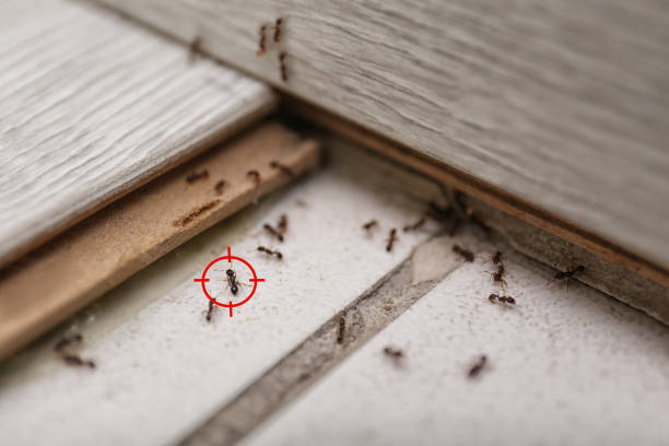 Best Bed Bug Extermination  in Clearwater, SC