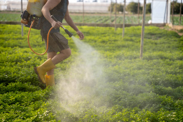 Best Local Pest Control Services  in Clearwater, SC