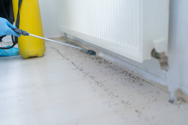 Best Termite Control Services  in Clearwater, SC